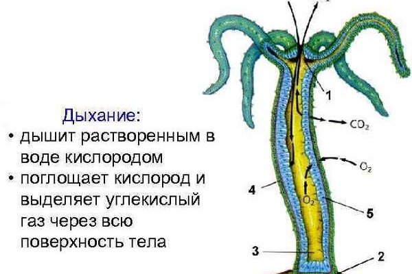 Как зарегистрироваться в кракен в россии